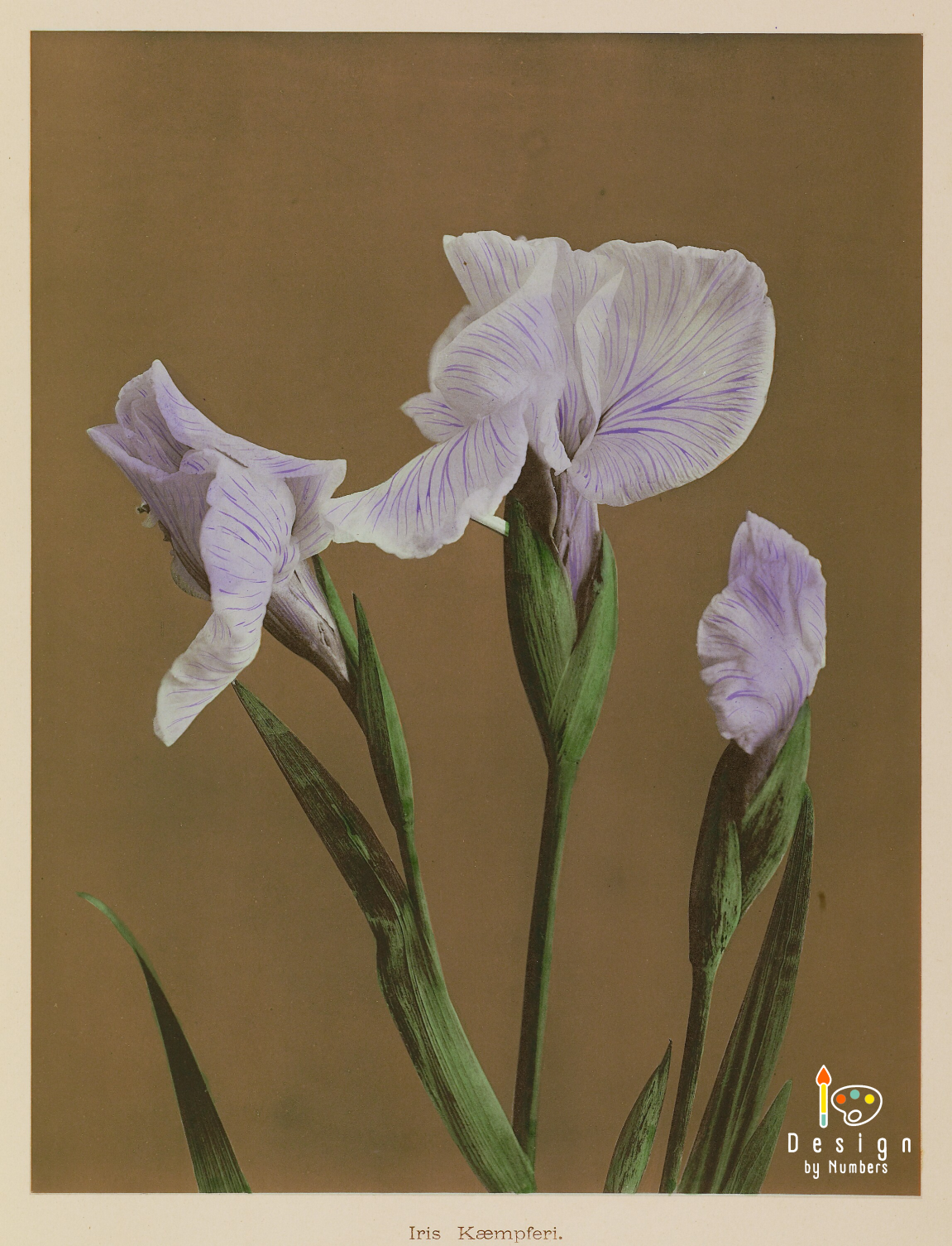 Iris Kaempferi - Kazumasa Ogawa - Paint by Numbers