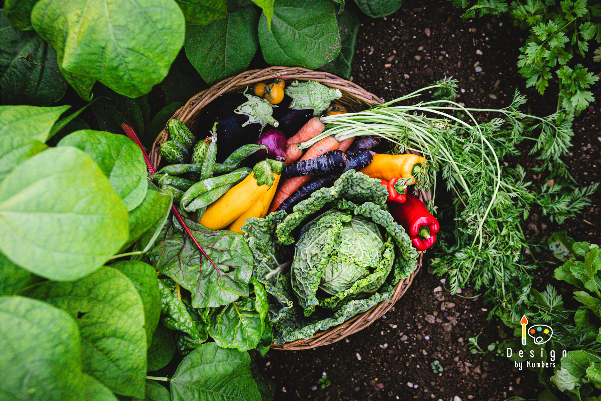 Morning Harvest - Paint by Numbers